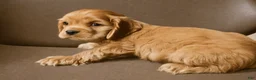 Cocker Spaniel dogs for sale: Cocker Spaniel Puppy 1 - Ad 1
