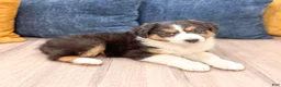 Australian Shepherd dogs for sale: Sophie - Ad 3