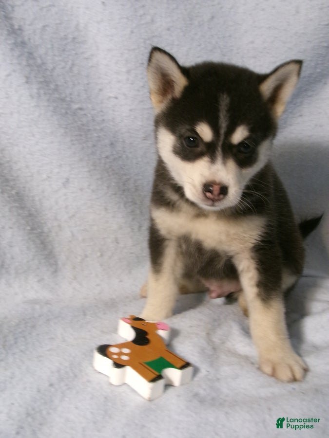 Pomsky dogs Peanut - Ad 1