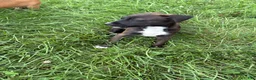 Mixed Breed dogs for sale: Chicky nug  - Ad 4