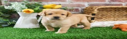Labrador Retriever dogs for sale: Enzo - Ad 3