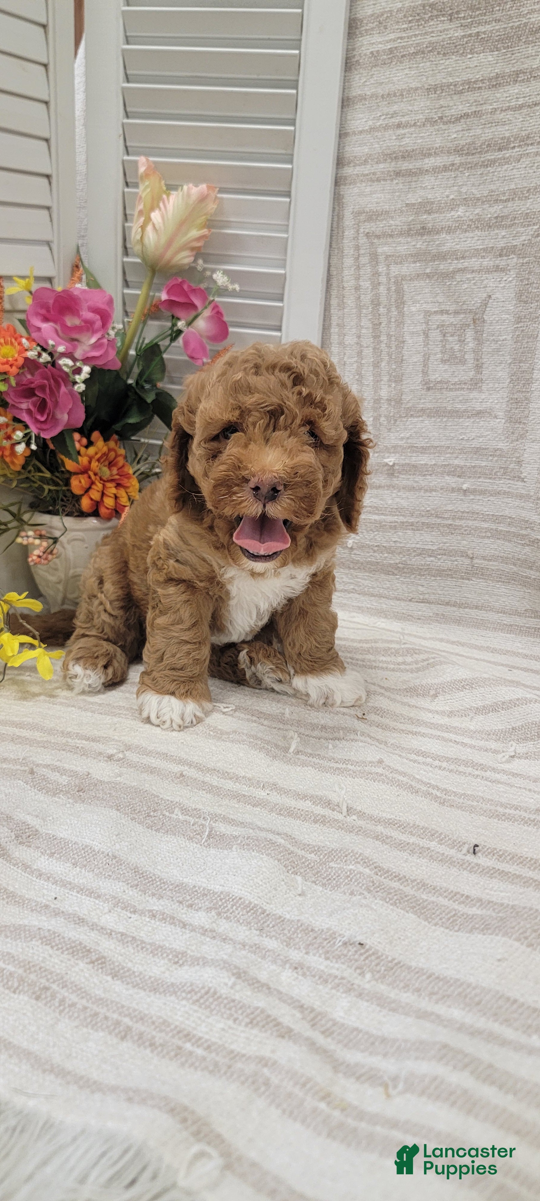Cockapoo dogs Sonny - Ad 2