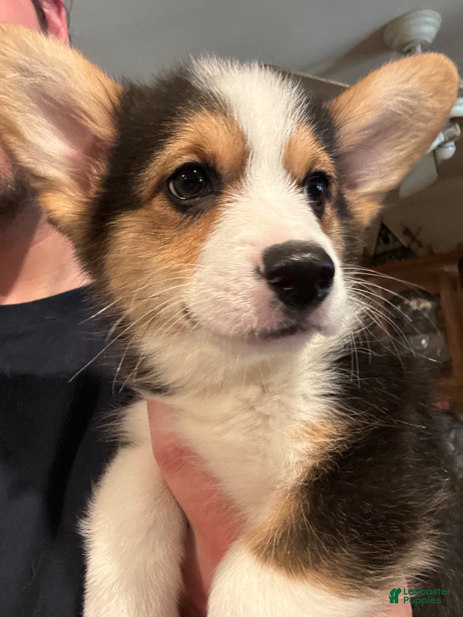 Mixed Breed dogs Mixed Breed 1Luke - Ad 38