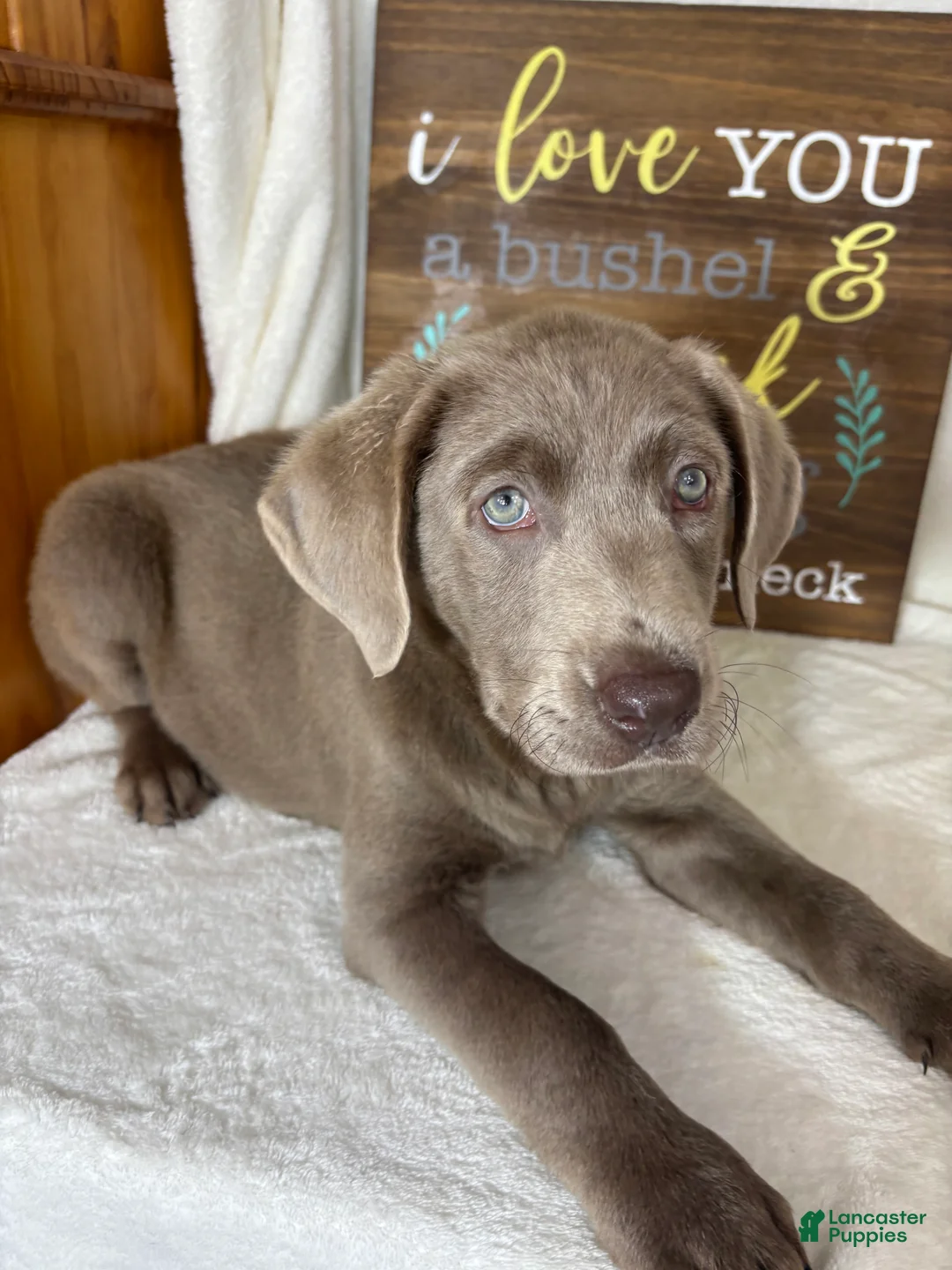 Labrador Retriever dogs for sale: Luna - Ad 2