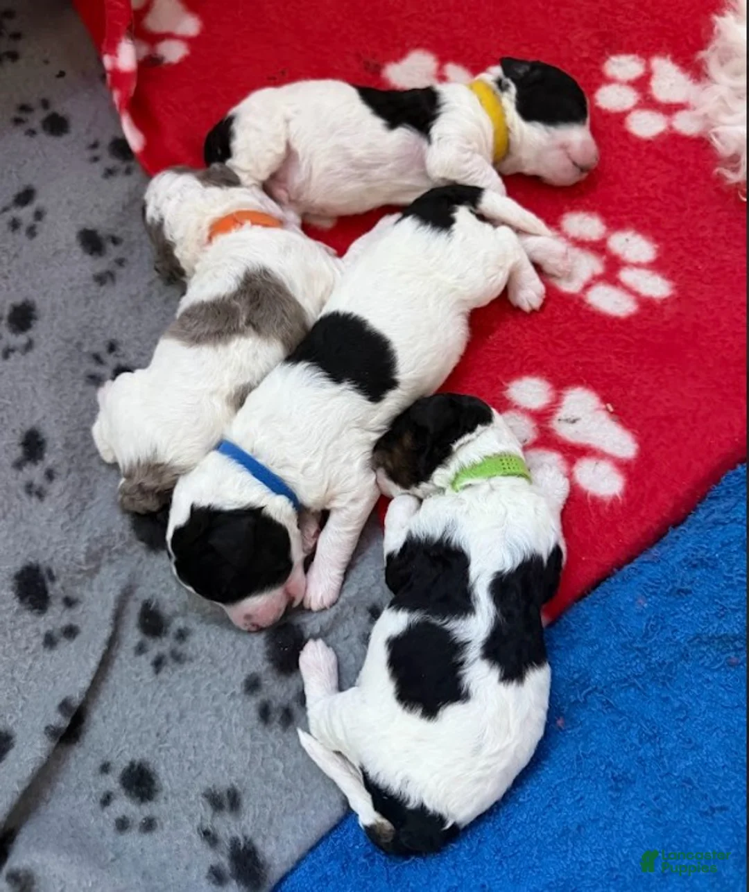 Miniature Poodle dogs for sale: Miniature Poodle Pink - Ad 11