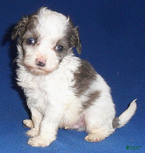 Cockapoo dogs Ringo - Ad 1