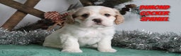 Cocker Spaniel dogs for sale: Dimond - Ad 1
