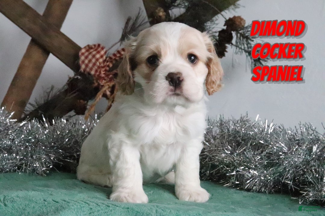 Cocker Spaniel dogs for sale: Dimond - Ad 1