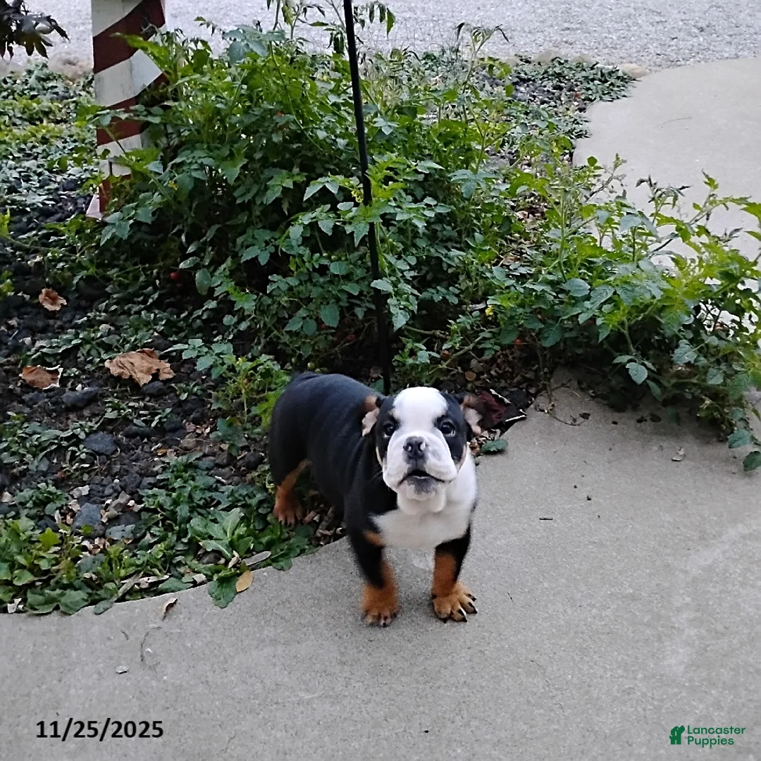English Bulldog dogs for sale: Reuben - Ad 11