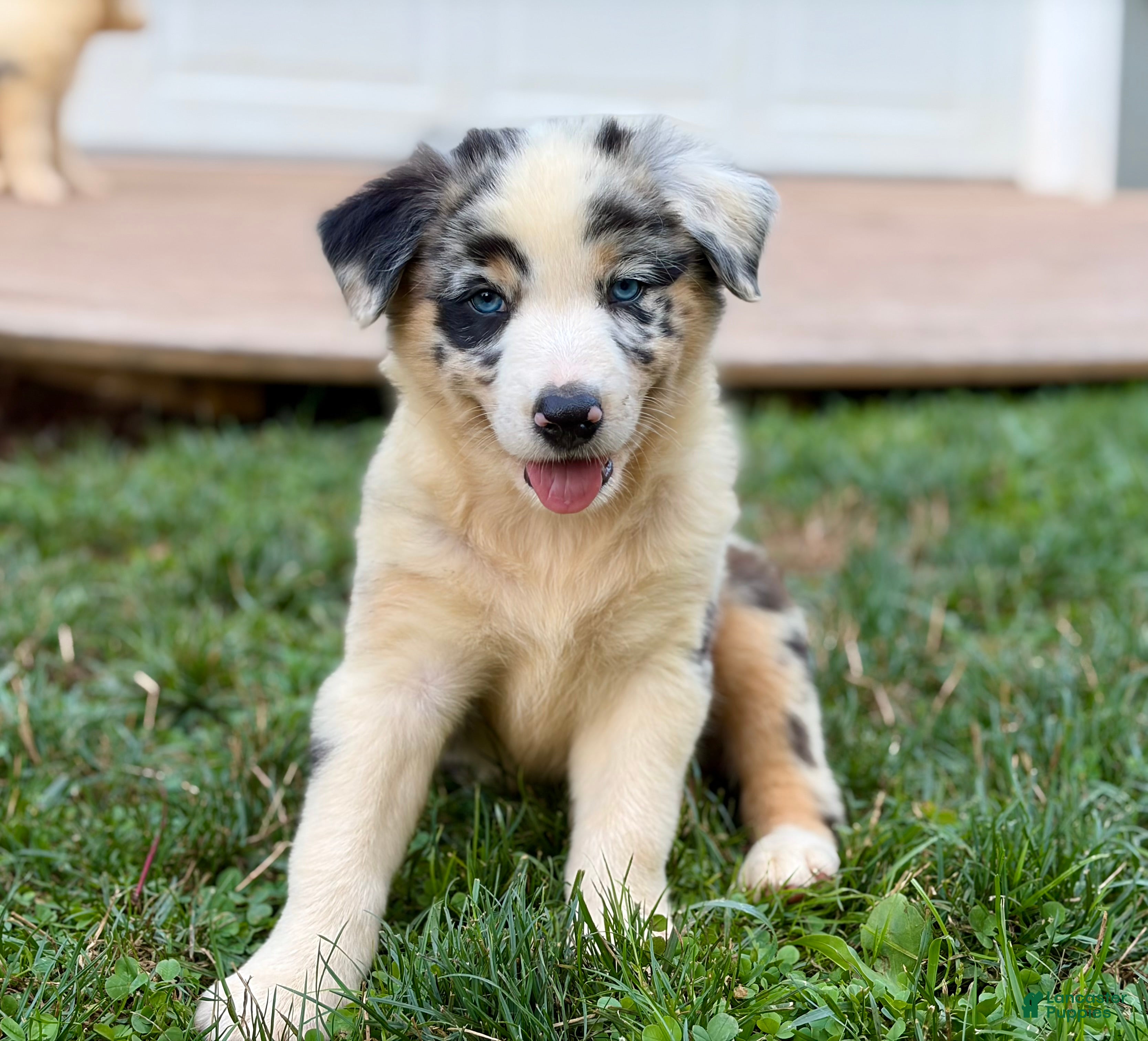 Australian Shepherd dogs Mason - Ad 2