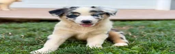 Australian Shepherd dogs for sale: Mason - Ad 2