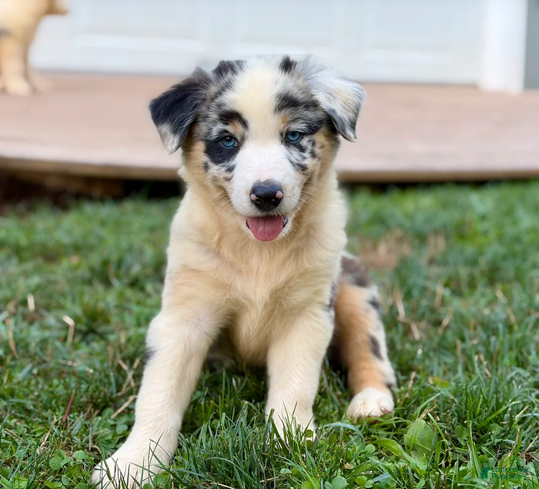 Australian Shepherd dogs for sale: Mason - Ad 2
