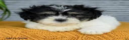 Teddy Bear dogs for sale: Jade - Ad 4