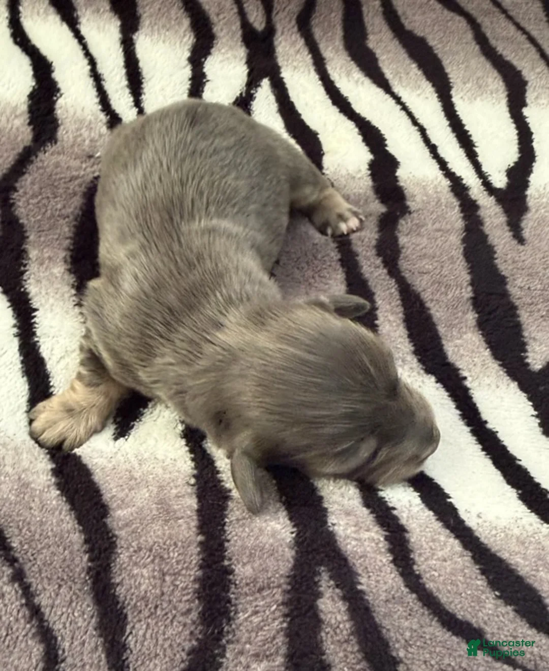 Dachshund dogs for sale: Blue and cream male - Ad 2