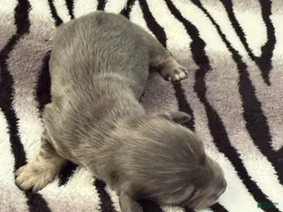 Dachshund dogs Blue and cream male - Ad 2