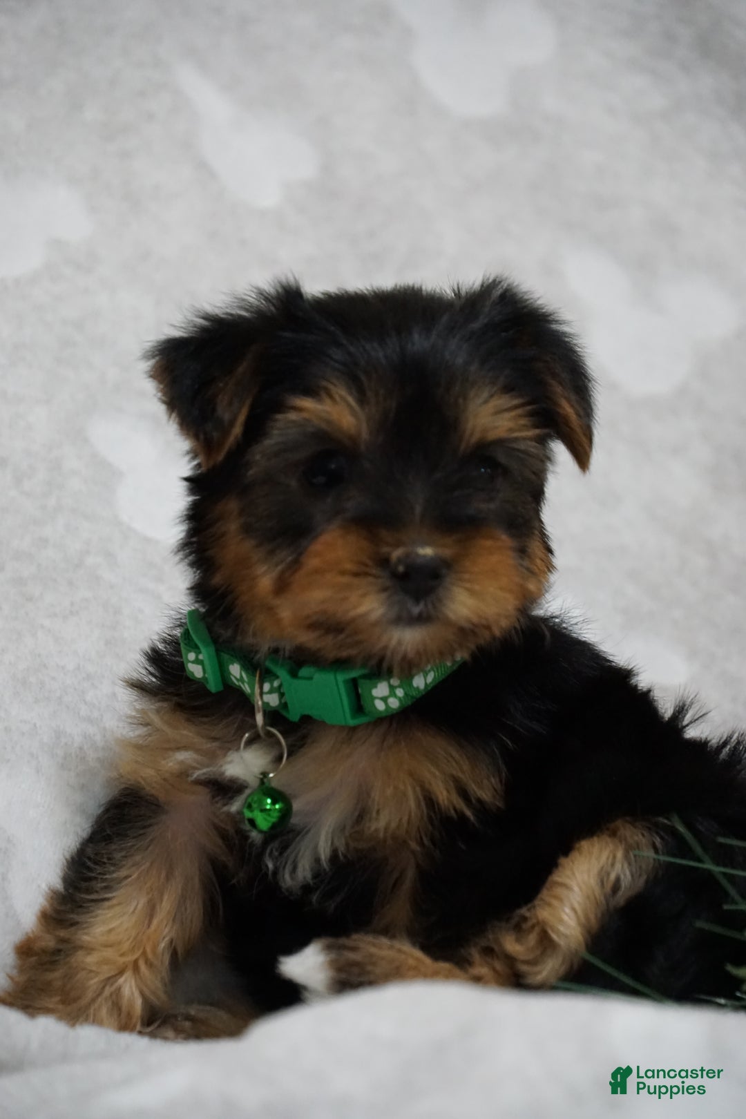 Yorkshire Terrier dogs for sale: Daffodil - Ad 3