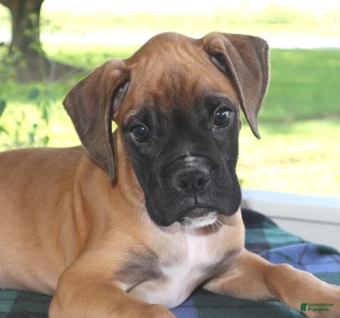 Boxer dogs Malcolm -Champ lines - Ad 2