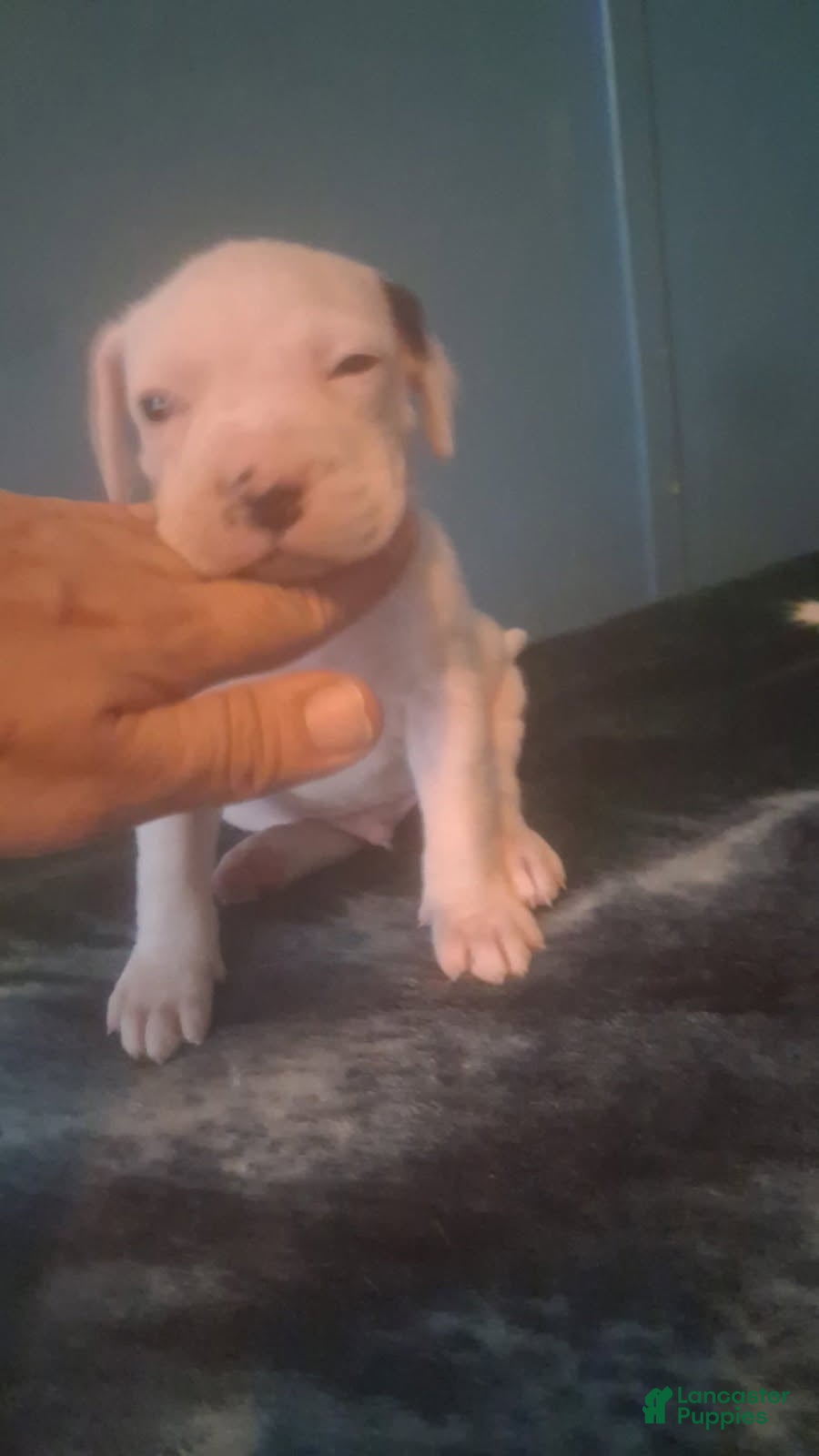 Mixed Breed dogs Male puppy 1 - Ad 1