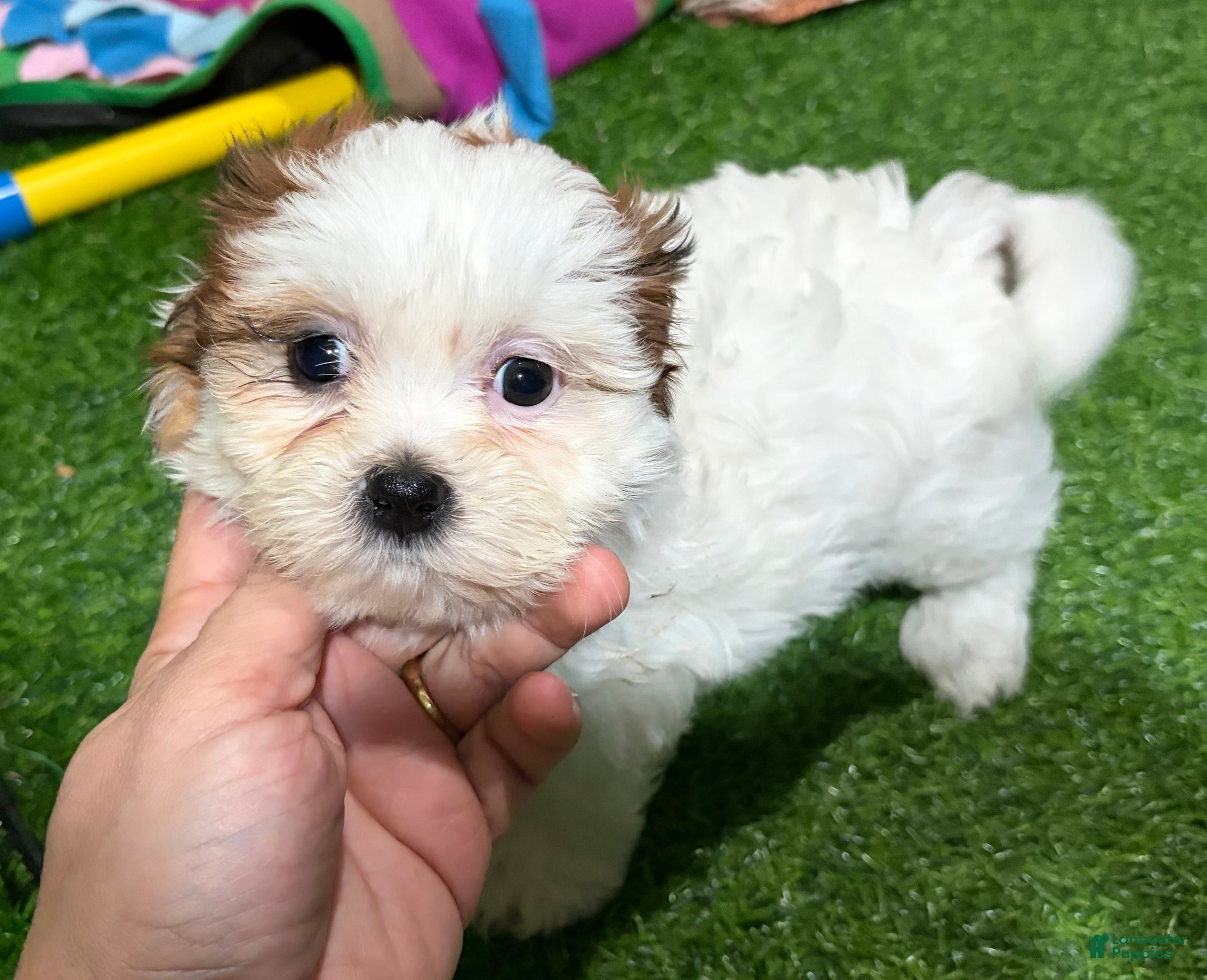 Mixed Breed dogs Kai - Ad 36