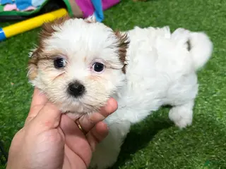 Mixed Breed dogs Kai - Ad 42