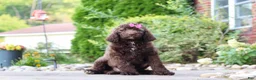 Newfypoo dogs for sale: Cherri - Ad 6