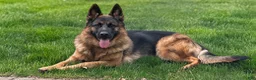German Shepherd dogs for sale: 9 week old German Shepherd Female aka Diva! - Ad 3