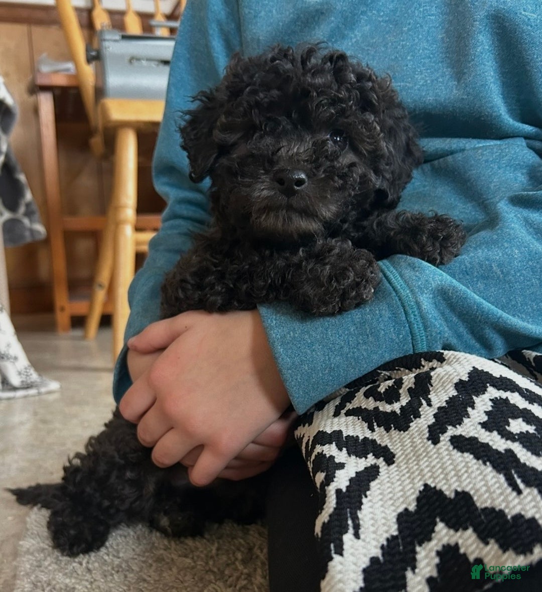 Cockapoo dogs for sale: Bella - Ad 4