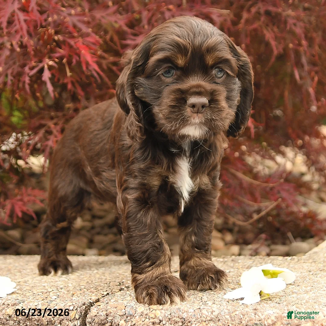 Cocker Spaniel dogs for sale: Lindy - Ad 2