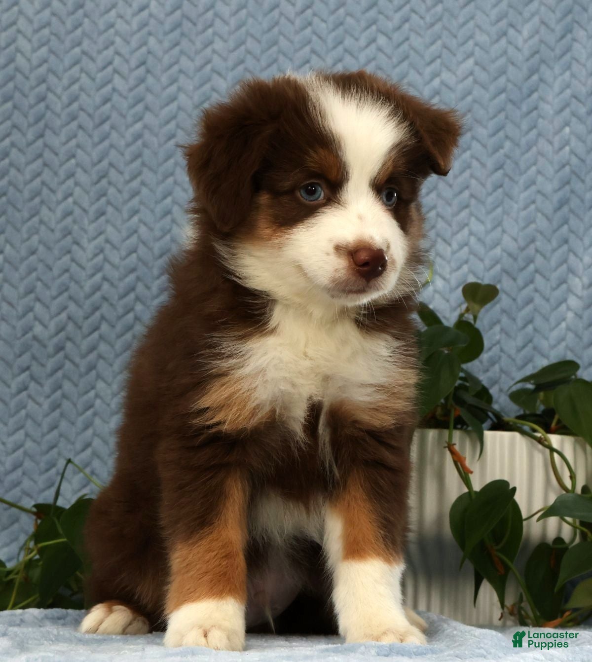 Miniature Australian Shepherd dogs Rhett - Ad 2