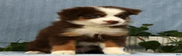 Miniature Australian Shepherd dogs for sale: Rhett - Ad 2
