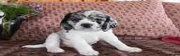 Cockalier dogs for sale: Alaska  - Ad 5