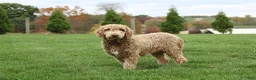Mixed Breed dogs for sale: Mars - Ad 5