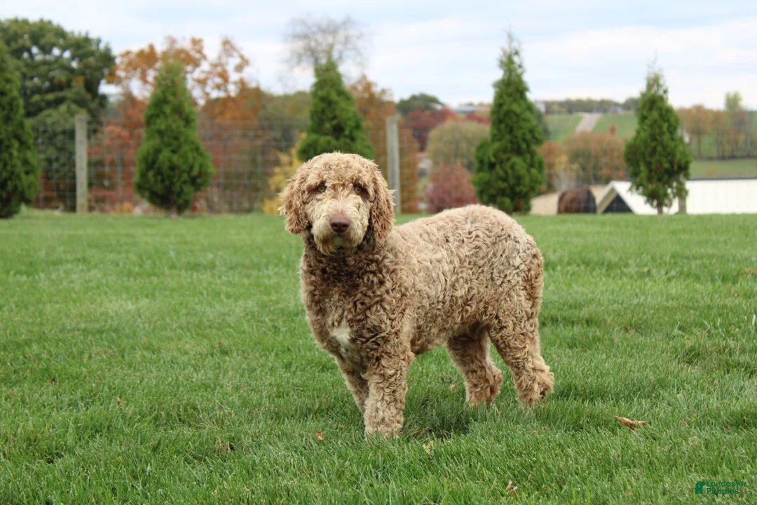 Mixed Breed dogs for sale: Mars - Ad 5