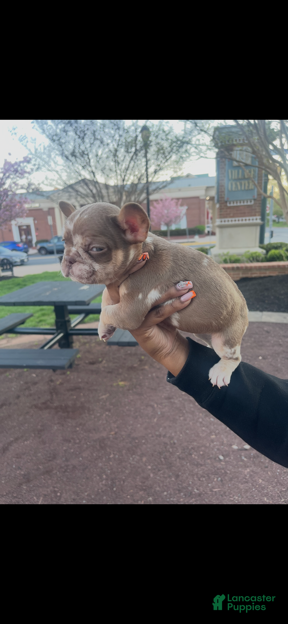 French Bulldog dogs RiRi - Ad 1