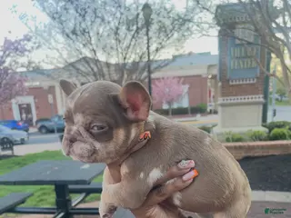 French Bulldog dogs for sale: RiRi - Ad 1