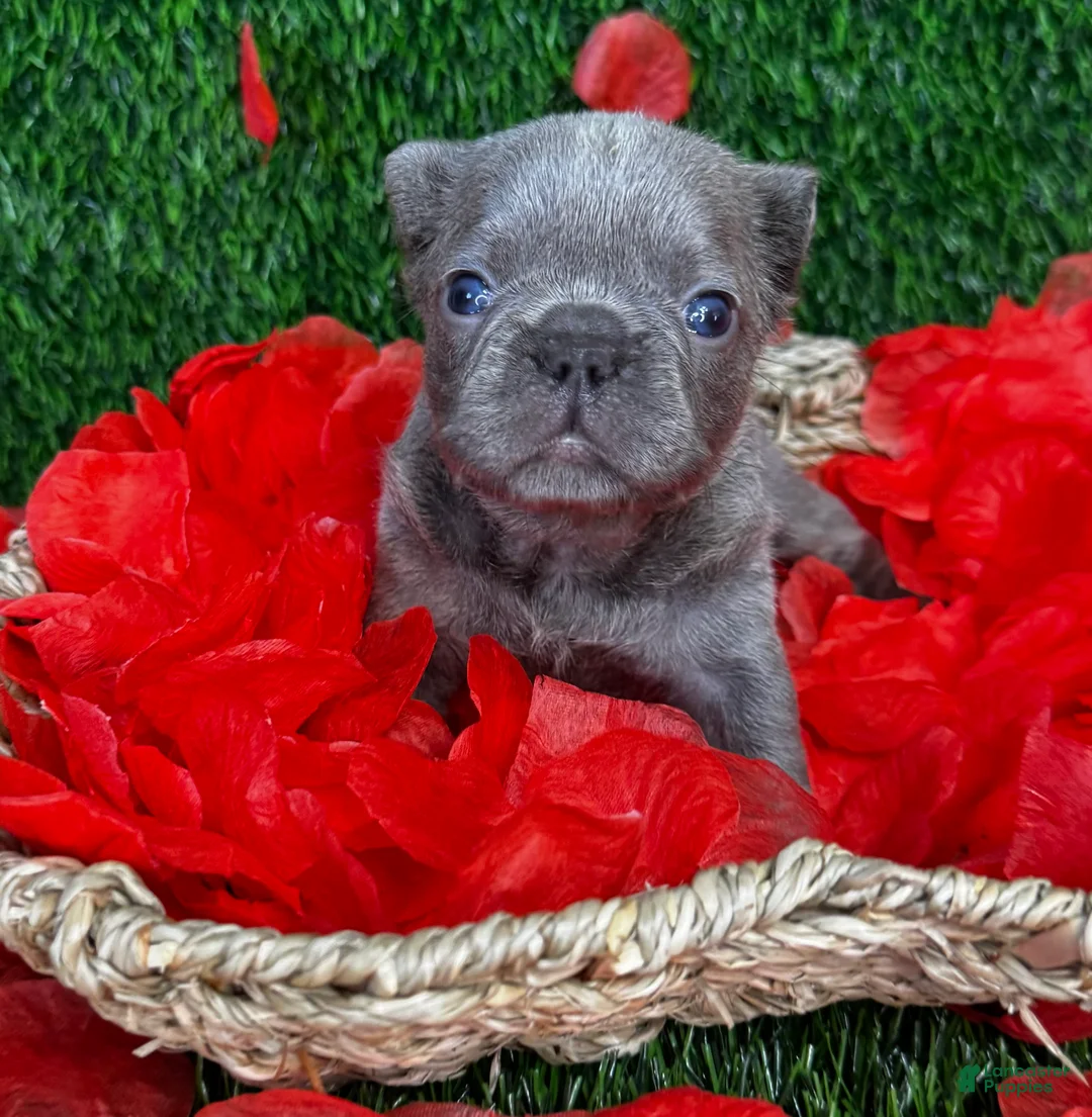 French Bulldog dogs for sale: Truffles  - Ad 18