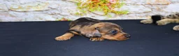 Miniature Dachshund dogs for sale: Horton - Ad 13