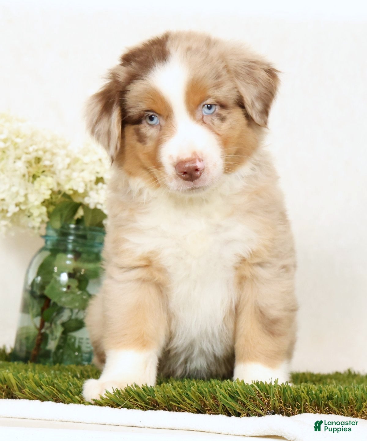 Miniature Australian Shepherd dogs Laker - Ad 2