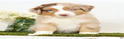 Miniature Australian Shepherd dogs for sale: Laker - Ad 2