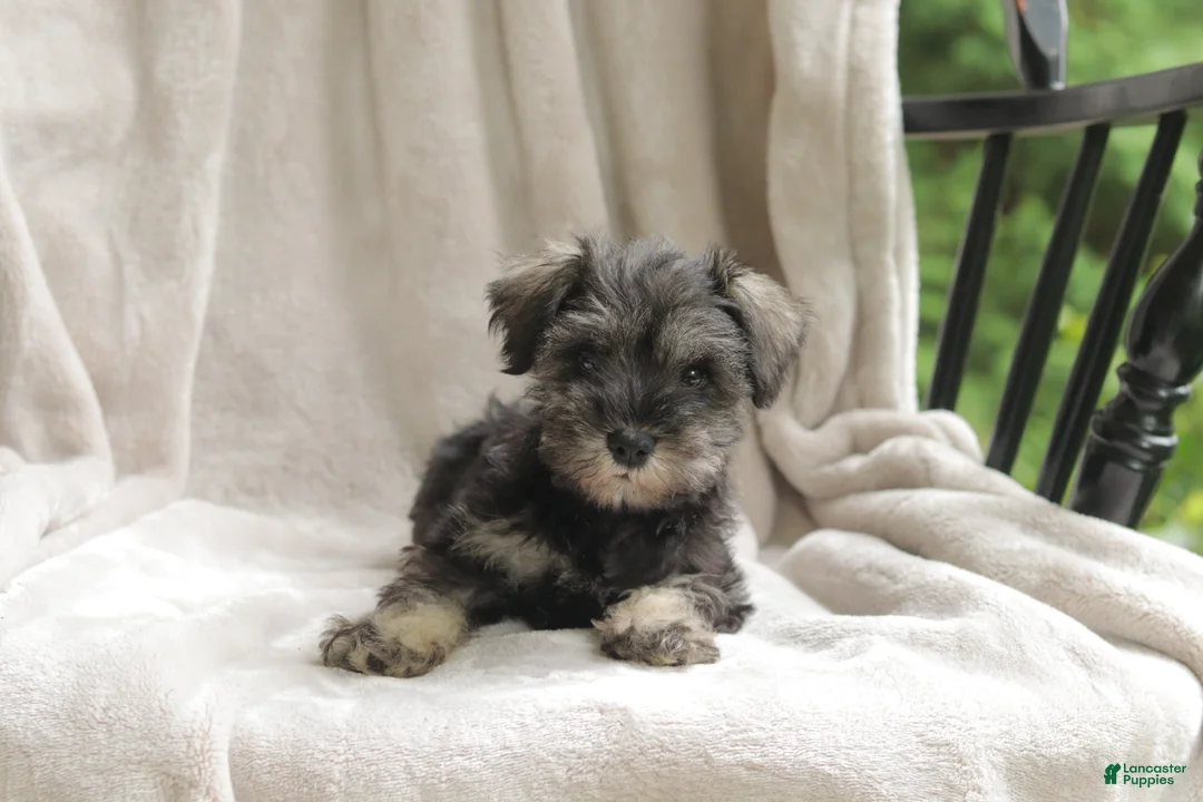 Miniature Schnauzer dogs for sale: Precious - Ad 2