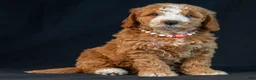 Mini Goldendoodle dogs for sale: Mabel - Ad 3