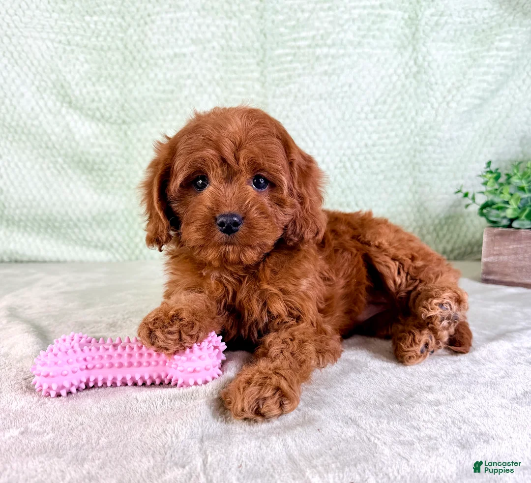 Cavapoo dogs for sale: Lacie - Ad 2