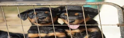 Rottweiler dogs for sale: Rottweiler F2 - Ad 25