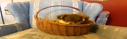 Mixed Breed dogs for sale: Cookie’s Boy #1 - Ad 4