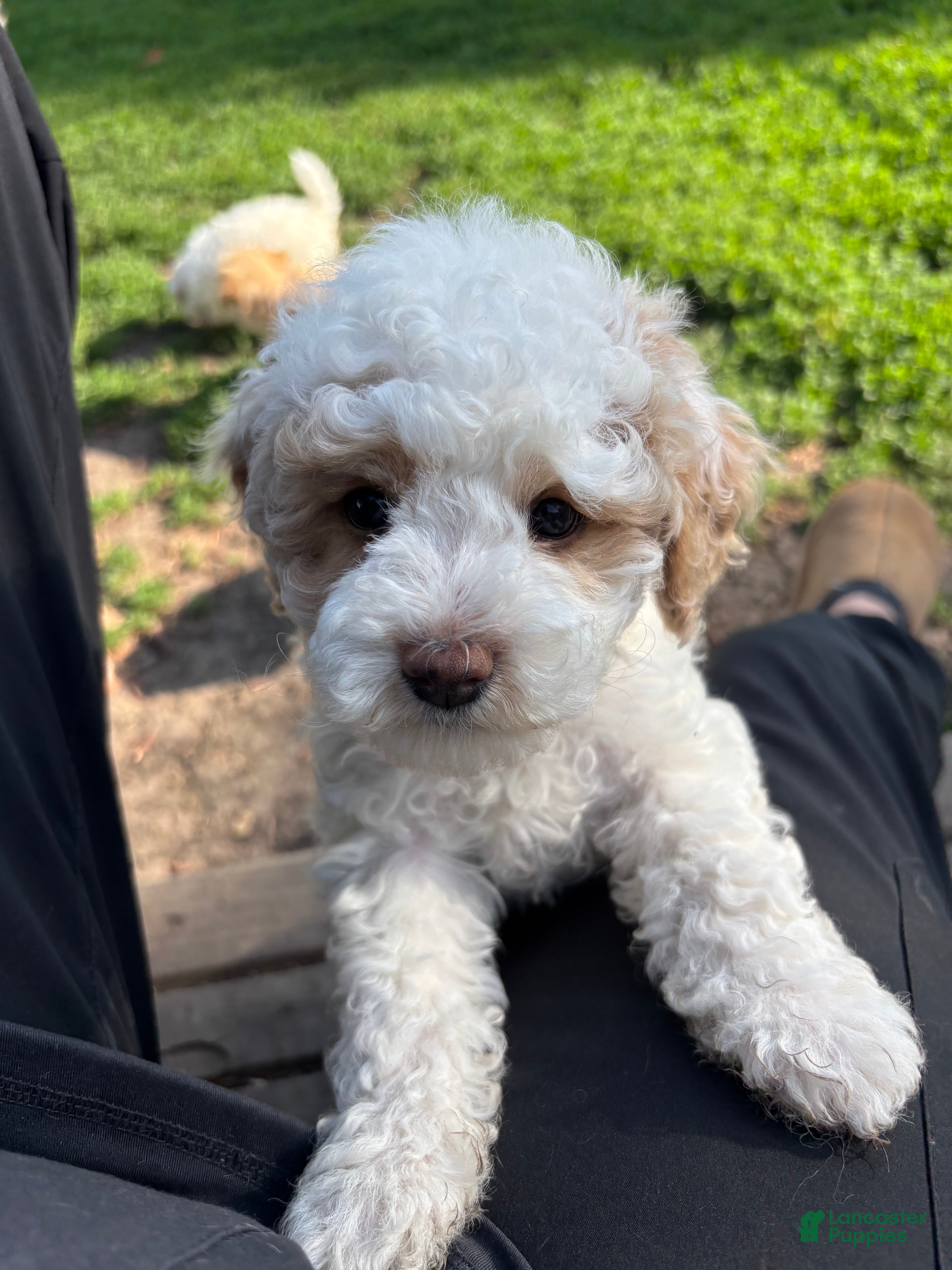 Bichpoo dogs Sage - Ad 1