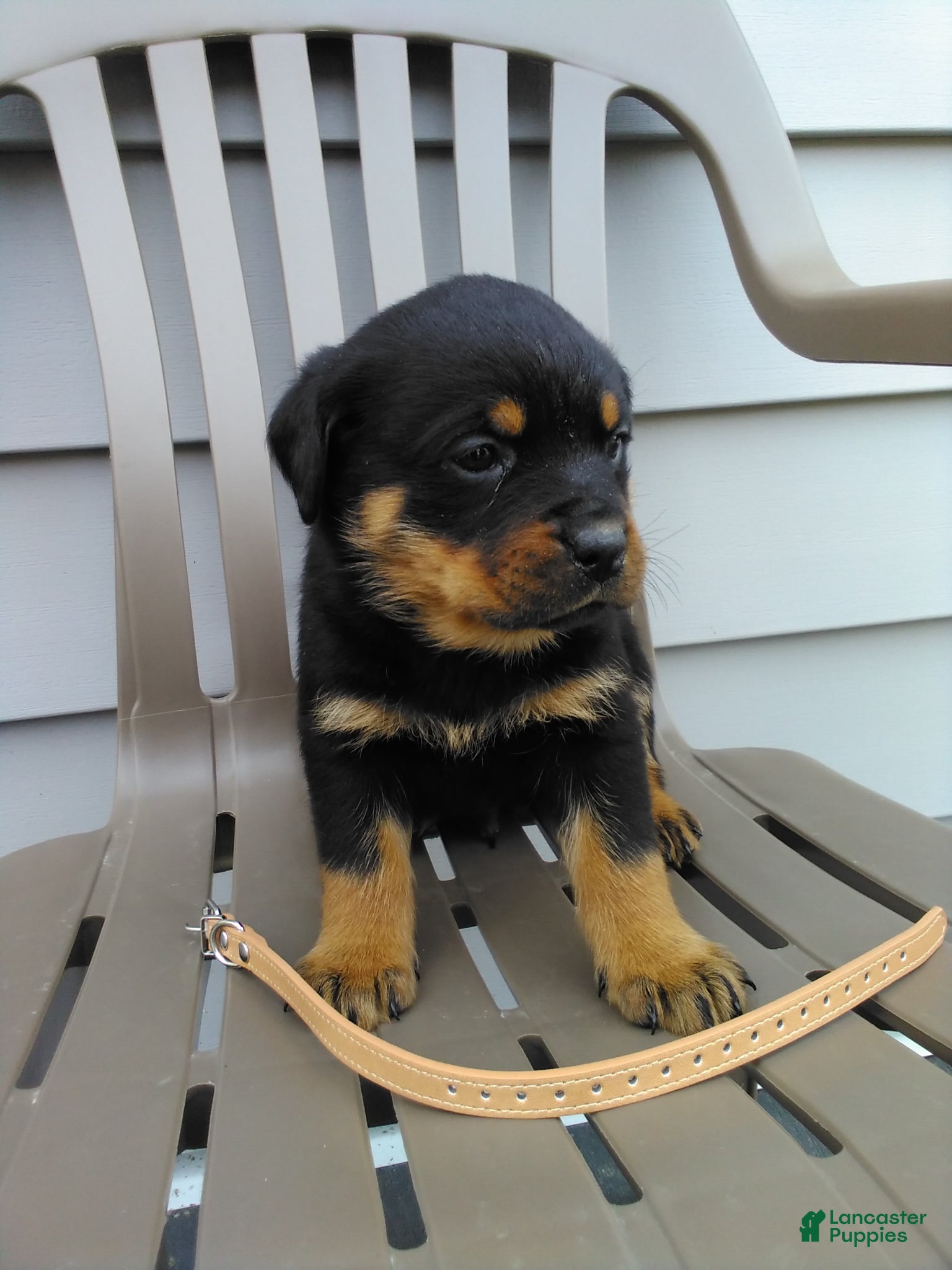 Rottweiler dogs Rottweiler Puppy 1 - Ad 2
