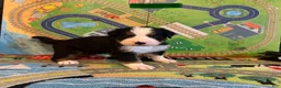 Bernese Mountain Dog dogs for sale: CamoGreen - Ad 2