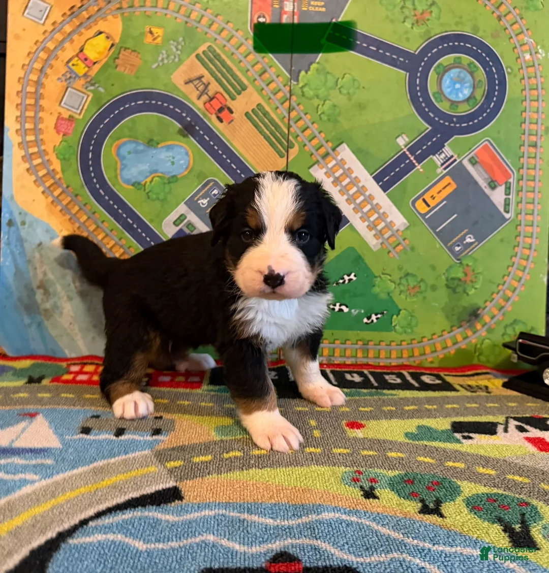 Bernese Mountain Dog dogs for sale: CamoGreen - Ad 2