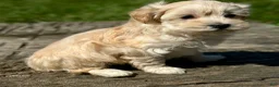 Maltipoo dogs for sale: Daisy - Ad 10