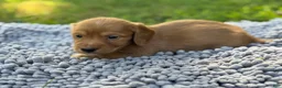 Miniature Dachshund dogs for sale: Dark cream  - Ad 24